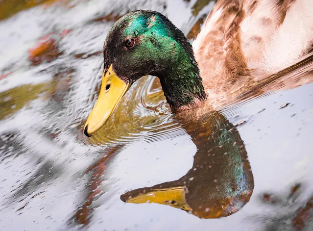 The head of a duck reflects in the water of the Kurpark pond in Bad Vilbel, western Germany, on June 21, 2017. (Photo by Frank Rumpenhorst/AFP Photo/DPA)