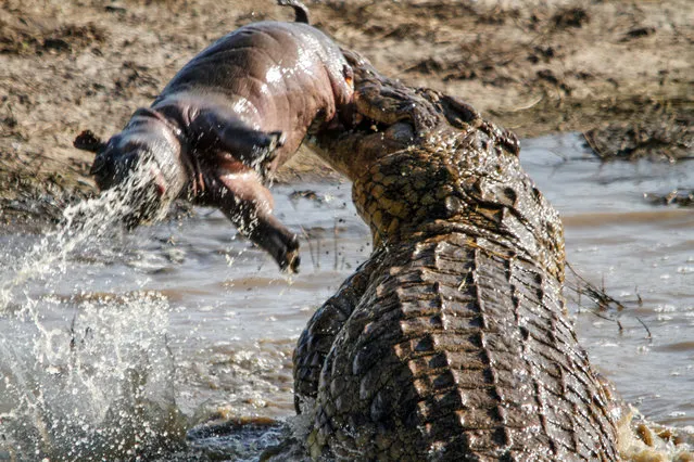 An enormous crocodile mauls a young hippo calf carcass near Lower Sabie on May 11, 2014, in Kruger National Park, South Africa. (Photo by Roland Ross/Barcroft Media)