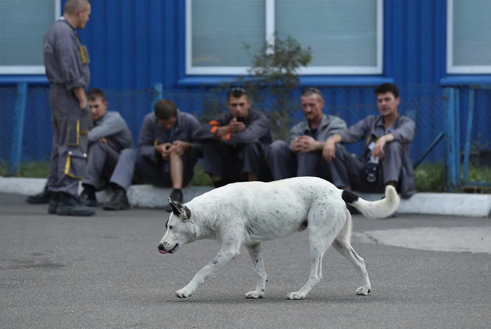 The Stray Dogs of Chernobyl