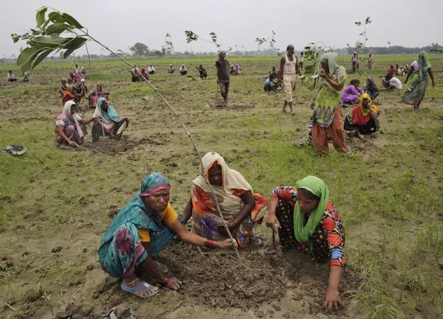 Indian women plant saplings on the outskirts of Allahabad, India, Monday, July 11, 2016. Hundreds of thousands of people in India's most populous state Uttar Pradesh are jostling for space as they attempt to plant 50 million trees over the next 24 hours in hopes of setting a world record. (Photo by Rajesh Kumar Singh/AP Photo)