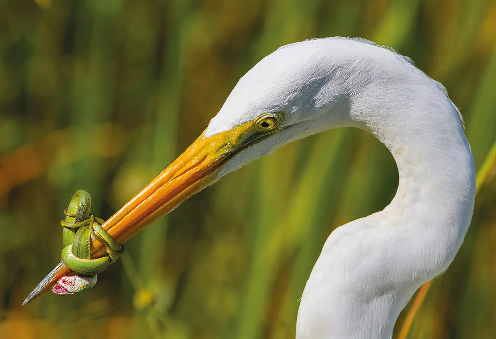 UK Bird Photographer of the Year 2017