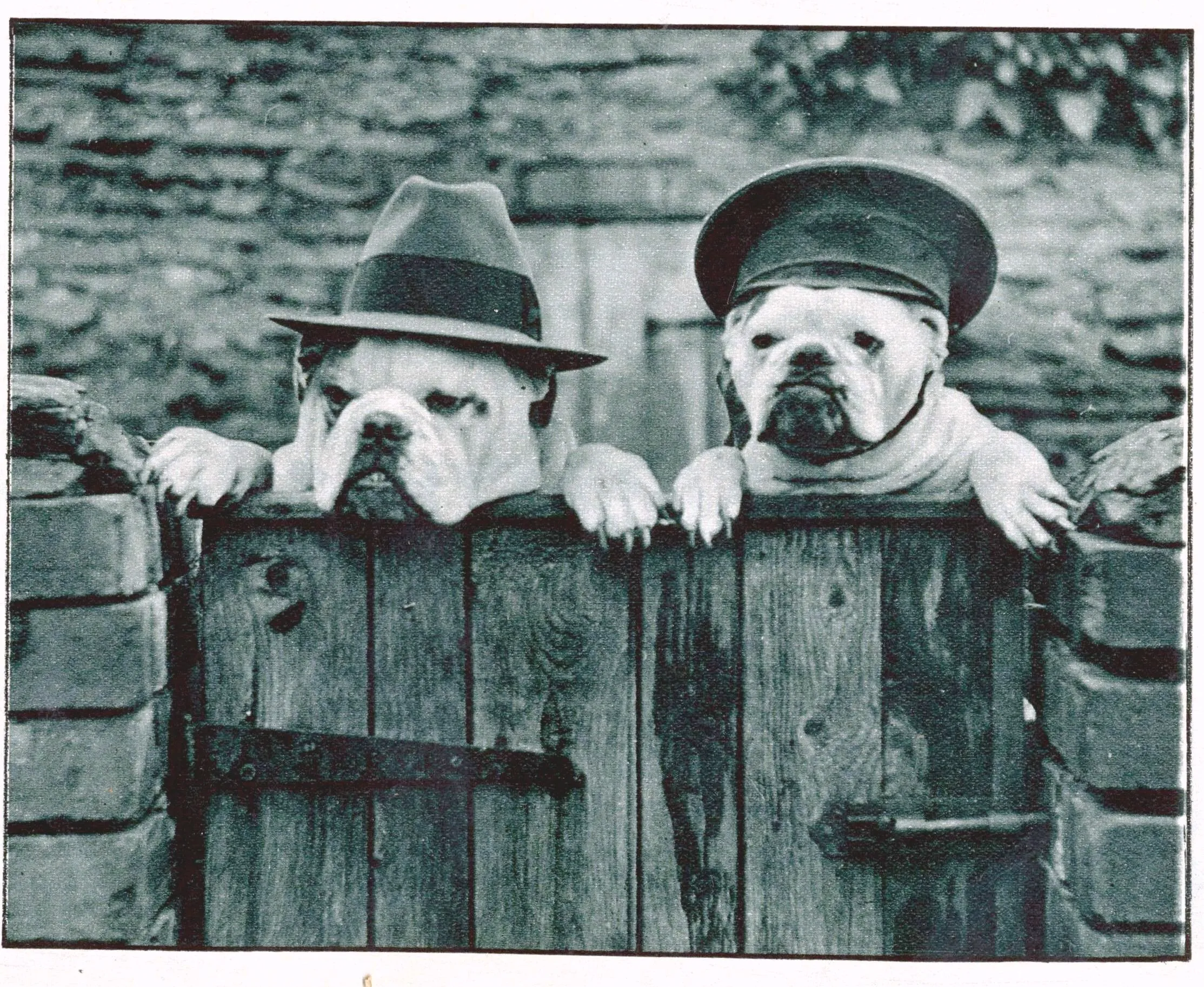 Старый клевый. Собаки ретро. Собаки 20 века. Картинки ретро прикольные. Забавные старые снимки.
