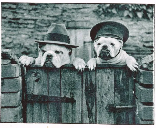 Dogs with hats, 1932