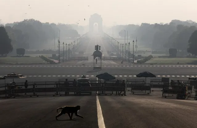A monkey crosses the road near India's Presidential Palace during a 14-hour long curfew to limit the spreading of coronavirus disease (COVID-19) in the country, New Delhi, India, March 22, 2020. (Photo by Anushree Fadnavis/Reuters)