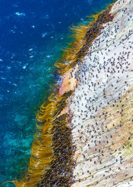 Steep cliffs reaching heights of up to 130m define the coastlines of the Snares Islands, making it an arduous climb for the penguins that breed there. (Photo by Mark Macewen/BBC Pictures/The Guardian)