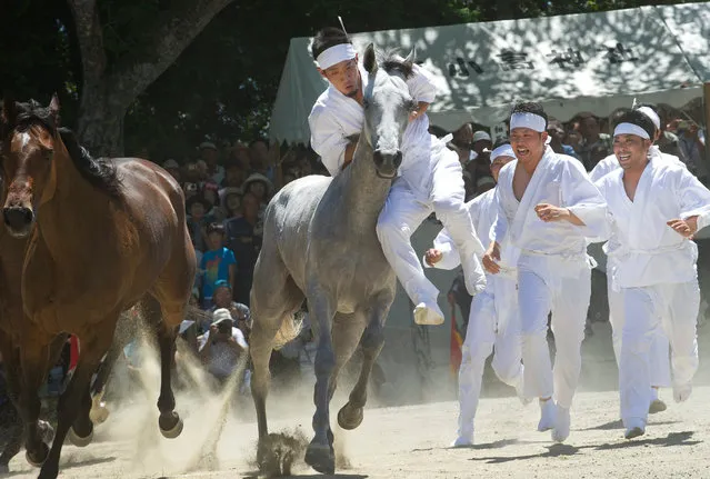Local young men try to capture a sacred wild horse as an offering to the Shinto gods as part of a ritual during the Nomaoi Equestrian Samurai  Festival in Minami Soma City, located 17 km from the destroyed nuclear power plants in Fukushima prefecture, Japan, 25 July 2016. The ritual is held on the last day of the annual three-day festival. The festival tradition is said to date back over 800 hundred years. The festival attracted growing attention after the 2011 Tsunami and nuclear accident that forced local residents to evacuate the Soma area. (Photo by Everett Kennedy Brown/EPA)