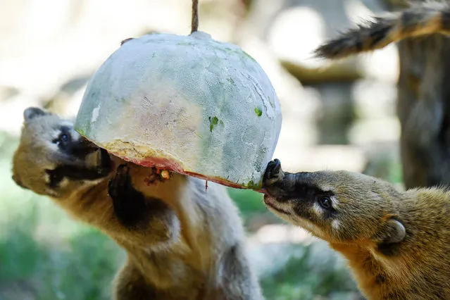 Coati eat frozen fruit at Rome's Bioparco zoo, to cool off from the searing heat, on August 4, 2016. (Photo by Andreas Solaro/AFP Photo)