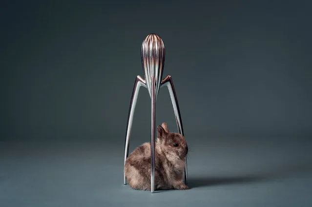 “This beautiful Netherland dwarf rabbit was living on a farm in central London among bees and partridges. It was shot on the floor of the owner’s sitting room. I tried out various props, but the rabbit’s colours matched the silver of the lemon squeezer and it fitted into the triangle of pointed legs exactly”. (Photo by David Yeo/Leica Studio Mayfair/The Guardian)