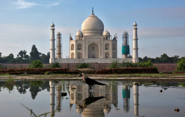 The Taj Mahal is reflected in a puddle in Agra, India August 9, 2016. (Photo by Cathal McNaughton/Reuters)