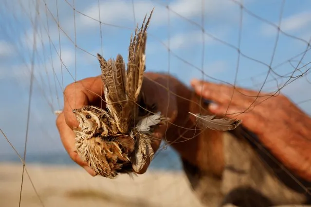 A Palestinian man takes a quail out of a net in Khan Younis in the southern Gaza Strip on September 20, 2022. (Photo by Ibraheem Abu Mustafa/Reuters)