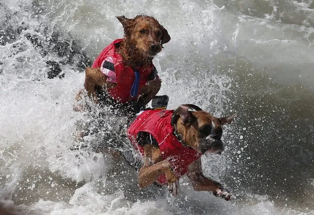 Dogs wipe out in the 6th Annual Surf City surf dog contest in Huntington Beach, California September 28, 2014. (Photo by Lucy Nicholson/Reuters)