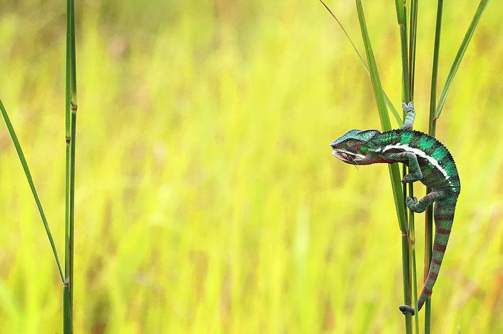 Chameleon lunch by Shikhei Goh