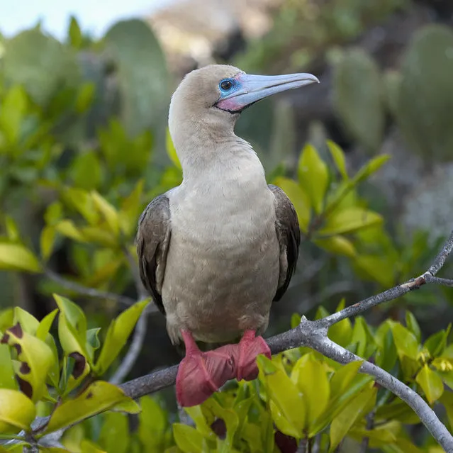 Red-Footed Booby