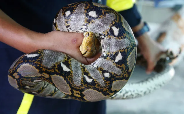 In this November 3, 2017, file photo, fireman Phinyo Pukphinyo holds a python on garage roof in Bangkok, Thailand. When the latest distress call came into Phinyo Pukphinyo’s fire station in Bangkok, it was not about a burning home or office building. Instead, the caller needed urgent help with a far more common problem facing Thailand’s capital: snakes. City authorities say the number of snakes caught in Bangkok homes has risen exponentially in recent years, from 16,000 reported cases in 2013 to about 29,000 in 2016. Figures for the first half of 2017 are over 30 percent higher than last year. (Photo by Sakchai Lalit/AP Photo)