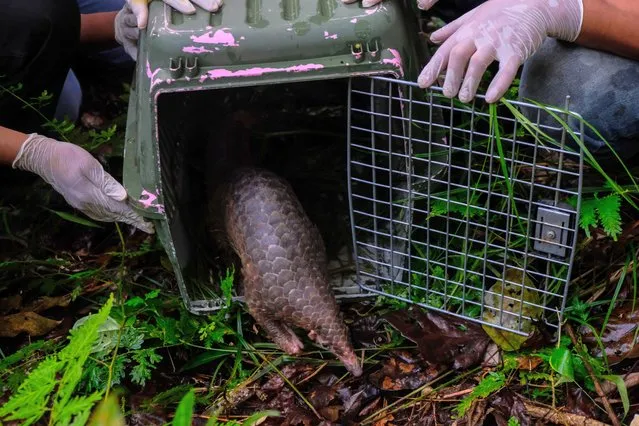 Wildlife Rescue Centre, Alobi Foundation release Pangolins into the wild once seized from the illegal trade, in forest conservation in Mangkol Hill, Central Bangka, Indonesia, October 12, 2022. Pangolin as a family of mammals, both Asian and African subspecies, are the most trafficked mammals in the world. (Photo by Resha Juhari/NurPhoto via Getty Images)