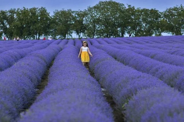 A girl walks in a lavender field in Cimisheni village, near Chisinau, Moldova, 21 June 2020. This field became a popular photo sessions location after Lavender Fest. (Photo by Dumitru Doru/EPA/EFE)