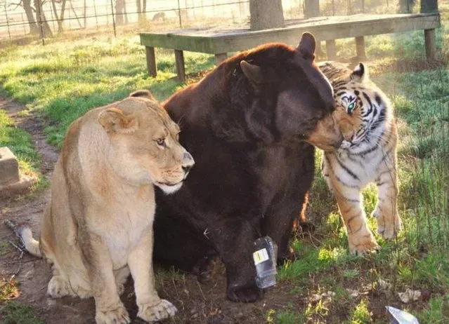 Lion, Tiger, Bear