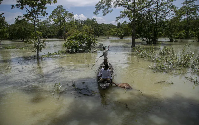 An Indian forest guard on a boat takes away the carcass of a wild buffalo calf through flood water at the Pobitora wildlife sanctuary in Pobitora, Morigaon district, Assam, India, Thursday, July 16, 2020. Floods and landslides triggered by heavy monsoon rains have killed dozens of people in this northeastern region. The floods also inundated most of Kaziranga National Park, home to an estimated 2,500 rare one-horned rhinos. (Photo by Anupam Nath/AP Photo)