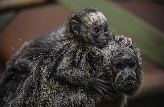 This is the adorable moment a newborn monkey hitched a ride with his mum. The six-week old Saki monkey latched on to mum Tabiti after being unveiled to visitors at Chester Zoo. Native to south America, the white-faced monkey was born on September 2 and was recently shown off to guests at the zoo. Keepers said the wide-eyed infant is taking well to its new environment and that he is being well looked after by mum Tabiti and dad Kwinti. (Photo by Chester Zoo/Mercury Press/Caters News)