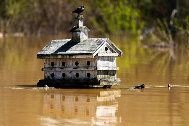 A bird sits atop a bird house in Lockport, Ky., flooded by the Kentucky River, Tuesday, April 8, 2025. (Photo by Carolyn Kaster/AP Photo)