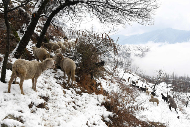 A Kashmiri shepherd leads a flock of sheep after a snowfall on the outskirts of Srinagar on December 13, 2017. (Photo by Tauseef Mustafa/AFP Photo)