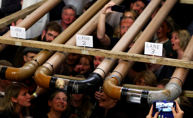 Spectators watch ferrets compete during a heat at the annual Ferret Racing Championship at the Craven Arms and Cruck Barn in Appletreewick, Britain, on February 7, 2024. (Photo by Lee Smith/Reuters)