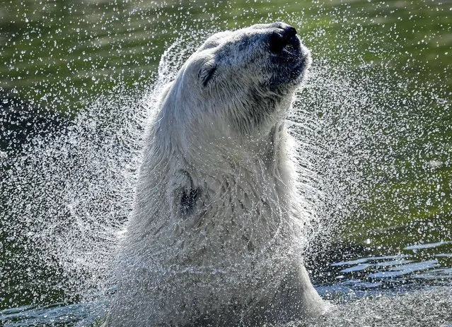 A polar bear refreshes in the water on a hot summer Wednesday, August 19, 2020 at the zoo in Gelsenkirchen, Germany. (Photo by Martin Meissner/AP Photo)