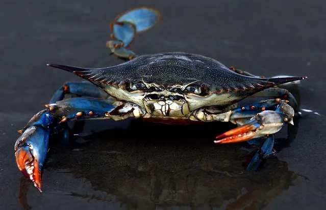 A crab caught on a line crawls along a recently reopened public beach in Grand Isle, Louisiana. (Photo by Win McNamee)
