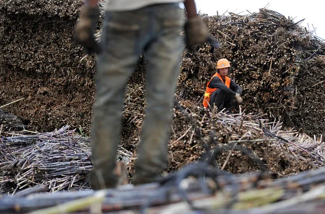 Labourers work on piles of sugarcanes at a sugar refinery in Menghai county, Yunnan province December 6, 2011. (Photo by Wong Campion/Reuters)