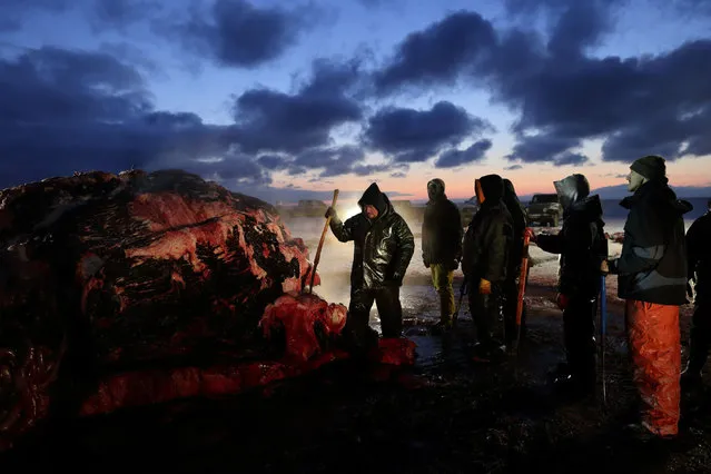In this October 7, 2014, photo, Fredrick Brower, center, helps cut up a bowhead whale caught by Inupiat subsistence hunters on a field near Barrow, Alaska. Drawing on tradition, and keeping within the closely monitored Aboriginal subsistence whaling guidelines, a bowhead whale is carved and divided by a crew armed with knives and hooks, and then shared according to custom. (Photo by Gregory Bull/AP Photo)