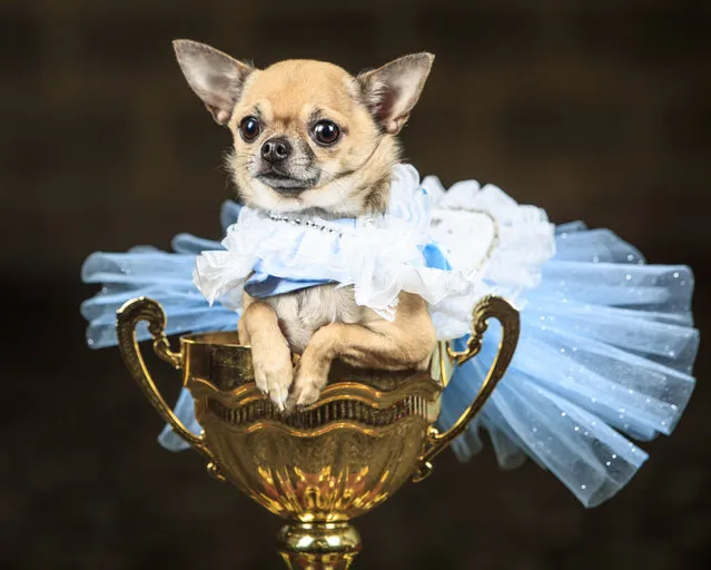 Dolly the Chihuahua dog dressed as Alice in Wonderland is photographed during an Alice in Wonderland and Charlie and the Chocolate Factory themed Furbabies Dog Pageant at Jodhpurs Riding School in Tockwith, North Yorkshire, Sunday September 6, 2020. (Photo by Danny Lawson/PA Wire via AP Photo)