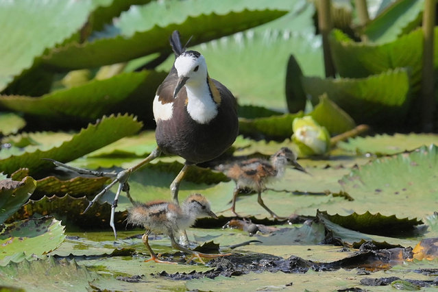 A pheasant-tailed jacana walks with its chicks over lily pads at a lily farm in Yilan county, eastern Taiwan, on July 12, 2022. (Photo by Sam Yeh/AFP Photo)