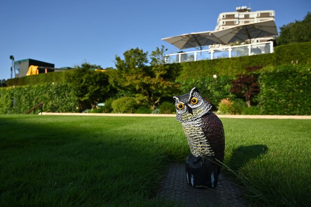 A mock owl is placed on Mount in order to keep the seagulls off the grass on the first day of the 2025 Wimbledon Championships at The All England Lawn Tennis and Croquet Club in Wimbledon, southwest London, on June 30, 2025. (Photo by Glyn Kirk/AFP Photo)