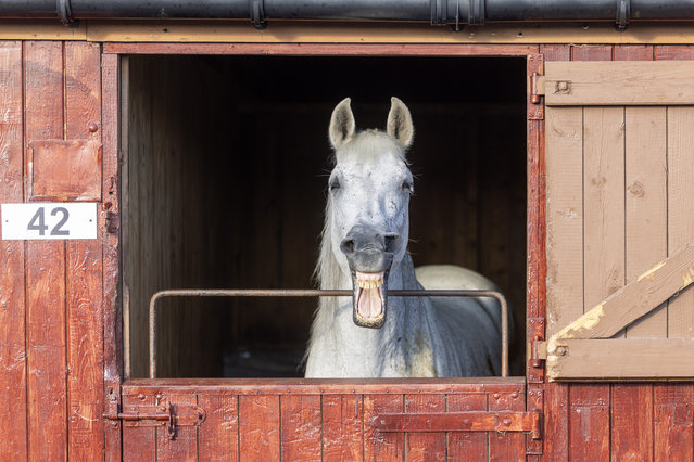 A horse at the Great Yorkshire Show in Harrogate, UK on July 9, 2025. The county show is expecting to attract 140,000 visitors over four days. (Photo by Andrew McCaren/London News Pictures)