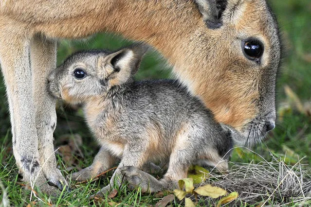 A female Patagonian Mara cosies up her newly born offspring at ZSL Whipsnade Zoo on October 13, 2015 in Whipsnade, England. Mara breed all year round and are used to extremes of weather. (Photo by Tony Margiocchi/Barcroft Media)