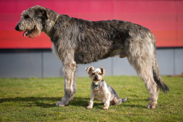 Dougal, a 10 year old Yorkshire Terrier and member of the ‘Good Citizen’ display team meets up with two year old Irish Wolfhound Killoughery Rockefella as they pose for the media during a photocall at NEC Arena to launch Crufts 2024 on March 05, 2024 in Birmingham, England. Over 24,000 dogs are heading to Birmingham to take part in Crufts 2024 which starts on Thursday 7th March. (Photo by Christopher Furlong/Getty Images)