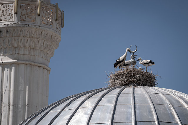 A view of the nest of the storks, built next to the crescent moon on the dome of a mosque in a rural neighborhood in Erzurum's Aziziye district, Turkiye on July 13, 2025. For about 4 years, two storks have nested on the mosque dome in Yarimca Neighborhood, 10 km from the city center. Each spring, they return to lay eggs and stay until autumn, raising and teaching their young to fly. (Photo by Hilmi Tunahan Karakaya/Anadolu via Getty Images)