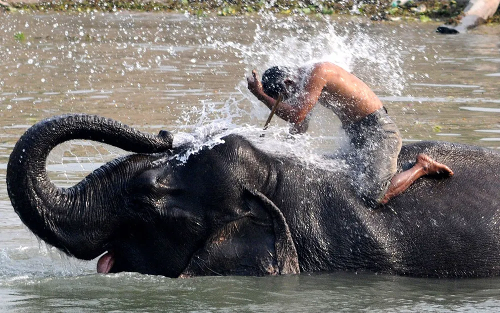 The Week in Pictures: Animals, March 4 – March 9 2013