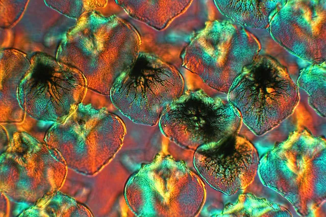 “Pigment scales in the skin of a porbeagle shark” by David Linstead. “This microscope image, taken from a Victorian slide mount, shows several pigment scales scattered in the skin of a porbeagle shark (Lamna nasus). Colour is produced using the illumination technique of differential interference contrast in the microscope, together with an adjustable compensator (lambda plate), so called “colour DIC”. Here, “big” is the pattern on the skin of a large shark and “small” is the individual scales”. Taken in Kent, UK. (Photo by David Linstead/2016 Royal Society of Biology Photographer of the Year competition)