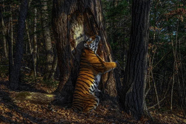 Winner – Animals in their Environment and Garand Title Winner: The embrace by Sergey Gorshkov, Russia. With an expression of sheer ecstasy, a tigress hugs an ancient Manchurian fir, rubbing her cheek against bark to leave secretions from her scent glands. She is an Amur, or Siberian, tiger, here in the Land of the Leopard National Park. Gorshkov installed his first proper camera trap in January 2019, opposite this grand fir. But it was not until November that he achieved the picture he had planned for, of a magnificent tigress in her Siberian forest environment. (Photo by Sergey Gorshkov/Wildlife Photographer of the Year 2020)