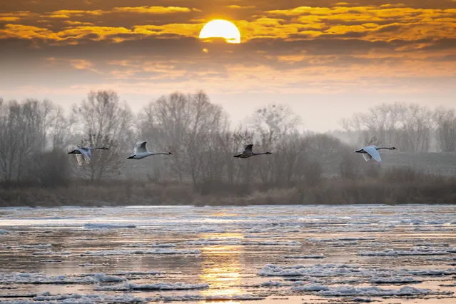 Swans fly past as the sun rises over the Vistula River in Topolno, northern Poland, 18 December 2022. (Photo by Tytus Zmijewski/EPA/EFE)
