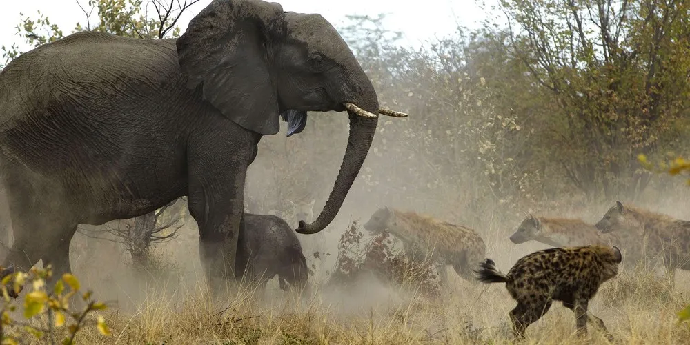 Elephant Fighting off Hyenas