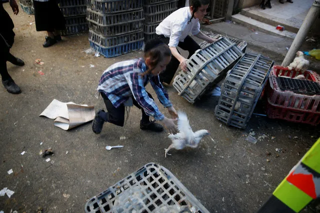 An ultra-Orthodox Jewish youth runs after a chicken during the Kaparot ritual, where white chickens are slaughtered as a symbolic gesture of atonement, in Jerusalem's Mea Shearim neighbourhood October 10, 2016, ahead of Yom Kippur, the Jewish Day of Atonement, which starts at sundown on Tuesday. (Photo by Ronen Zvulun/Reuters)
