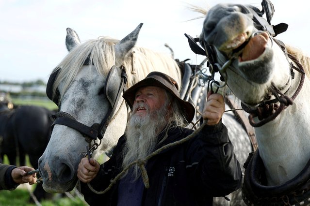 Gerry and his horses Elton John and Larry prepare to compete in the horse ploughing event at the Irish National Ploughing Championships in Screggan, Ireland on September 16, 2025. (Photo by Clodagh Kilcoyne/Reuters)