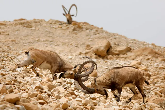 Ibexes fight each others during the species' Estrous cycle in the Ein Gedi nature reserve along the Dead sea in the Judean Desert on March 24, 2018. (Photo by Menahem Kahana/AFP Photo)