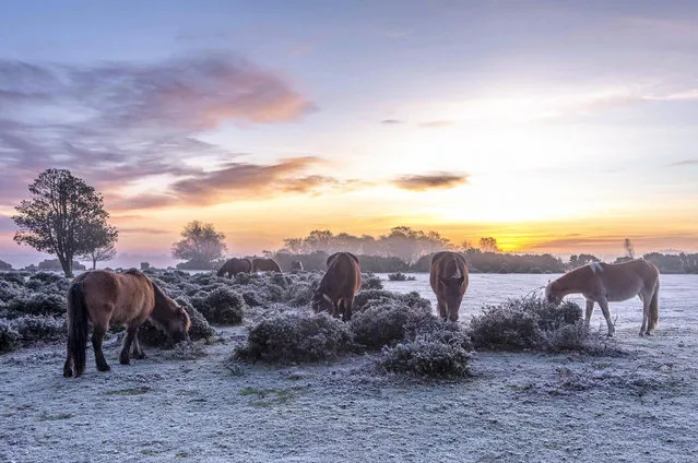 Horses grazing during a chilly morning in Godshill in the New Forest, Southern England on February 10, 2023. (Photo by Claire Sheppard/Solent News)