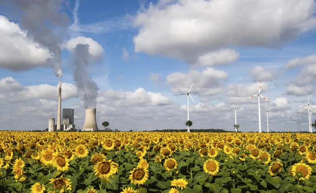 A field of sunflowers is within sight of the Mehrum coal-fired power station, wind turbines and high-voltage lines in Mehrum, Germany, Monday, August 3, 2020. In the energy turnaround, energy sources such as coal are to be replaced by more environmentally friendly energy sources from the sun and wind. The phase-out of coal is planned by 2038 at the latest. (Photo by Julian Stratenschulte/dpa via AP Photo)