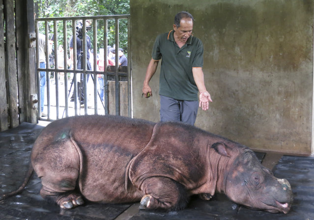 A veterinarian attends to “Puntung”, a newly captured female Sumatran Rhinoceros (Dicerorhinus sumatrensis) in Lahad Datu, in Malaysia's state of Sabah on Borneo island January 12, 2012. (Photo by Angie Teo/Reuters)