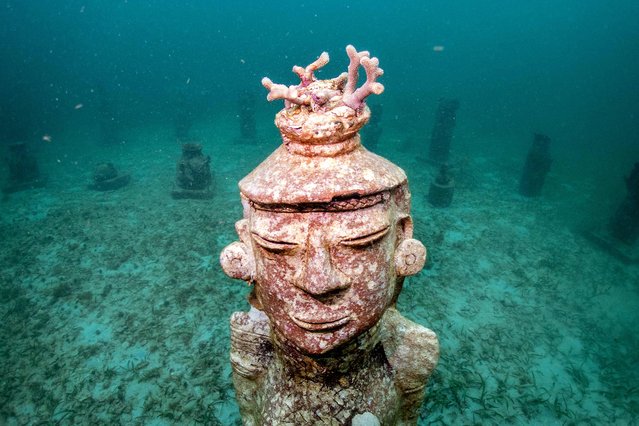 Coral grows in a sculpture at the MUSZIF underwater museum in Isla Fuerte, Bolivar department, Colombia, on May 22, 2024. In the Colombian Caribbean an underwater museum protects coral reefs threatened by tourism and climate change. (Photo by Luis Acosta/AFP Photo)