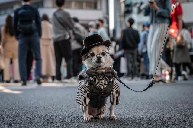 A dog wearing costume is seen in Tokyo on April 9, 2023. (Photo by Yuichi Yamazaki/AFP Photo)